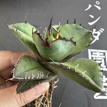 J71 【パンダ園芸】多肉植物アガベ チタノタ 黒豹 極上株 発根済み_画像5