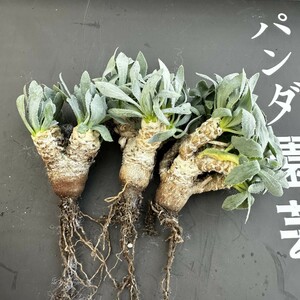 K50 【パンダ園芸】塊根植物 Othonna retrorsa /オトンナ レトロルサ 極上株 3株 同梱