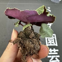 K58 【パンダ園芸】塊根性 クラッスラ ウンベラ ワインカップ Crassula umbella Wine-Cup 多肉植物 サボテン エケベリア チレコドン_画像6