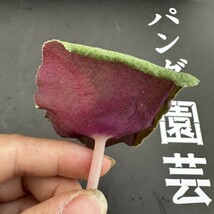 K74 【パンダ園芸】塊根性 クラッスラ ウンベラ ワインカップ Crassula umbella Wine-Cup 多肉植物 サボテン エケベリア チレコドン_画像5