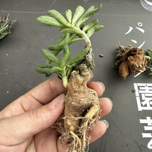 L13 【パンダ園芸】Tylecodon sulphureus (Pofadder, RSA)/チレコドン スルフレウス//多肉植物大株3株_画像5