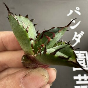 L66 【パンダ園芸】特選 アガベ 多肉植物 チタノタ 黒鯨 強棘