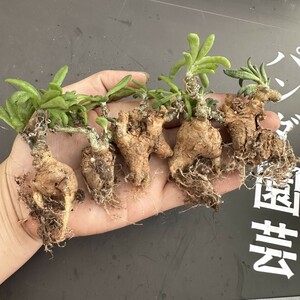 L67 【パンダ園芸】Tylecodon sulphureus (Pofadder, RSA)/チレコドン スルフレウス//多肉植物大株5株