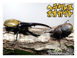 【BTH79】DHヘラクレス　♂153.2mm ♀71.2mm ペア ヘラクレスオオカブト　