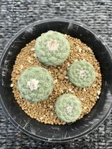 サボテン 多肉植物 （2#） 菊水　実生4本_画像1