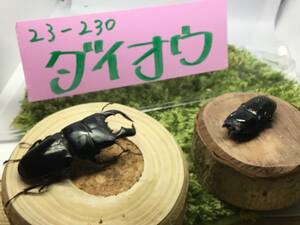 23-230 ダイオウヒラタ　ペア　♂60mm ♀42mm