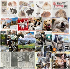 動物　切り抜き28ページ　猫グラビア＆猫対談 教養としてのウサギ学 伝説のタレント犬のその後 ピッタリはまる猫 岩合光昭 他