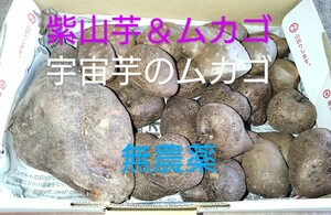 高知産紫山芋＆紫山芋のムカゴ＆宇宙芋のムカゴ約1.2kg 無農薬