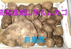 高知産紫山芋＆ムカゴ約1.2kg 無農薬