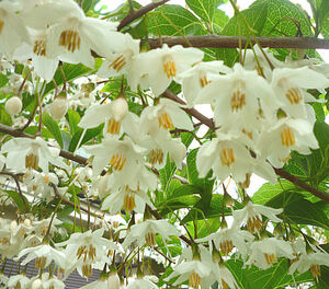  styrax japonica kind white 10 bead 