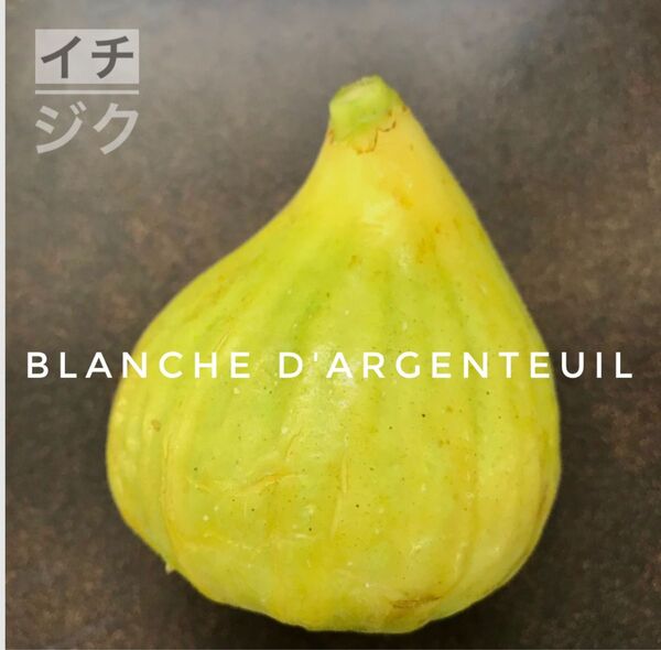 白の王様!Blanche d'Argenteuil 激レア イチジク 挿し穂 2本