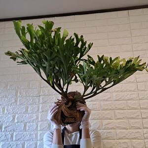 ☆1円スタート☆120XL ビカクシダ 植物（大株+）☆Platycerium ridleyi (プラティケリウム リドレイ)Center Borneo Wild/麋角羊歯