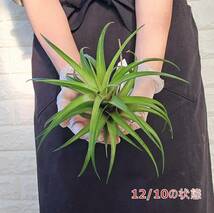 ☆1円スタート☆147 チランジア 植物☆Tillandsia flexuosa var. vivipara(チランジア・フレクスオーサ・ヴィヴィパラ)/エアープランツ_画像5