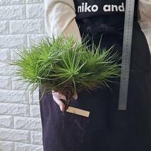 ☆1円スタート☆106 チランジア 植物☆Tillandsia montana 'Large Form' (ティランジア・モンタナ・ラージフォーム)/エアープランツ_画像2