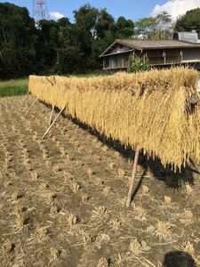 和歌山県産　令和5年度　天日干し稲藁　15束　完全無農薬
