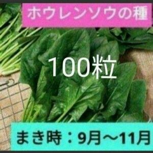 無農薬！ホウレンソウの種　100粒