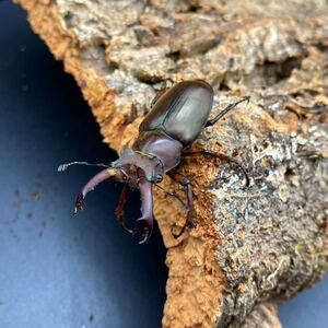 [WF1]ge Anne Miyama stag beetle 2.~3. the first period larva 4 head 