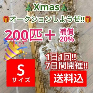 200匹＋補償20%オマケで餌付きヨーロッパイエコオロギSサイズ　Xmasオークション②送料無料