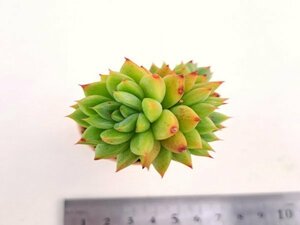 【118】多肉植物根付き苗 200品目出品！100円スタート！【インソムニアスペシャル】（エケベリア）