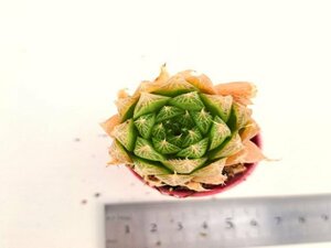 【092】多肉植物根付き苗 200品目出品！100円スタート！【プリングレイ】（ハオルチア）