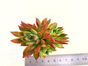 【115】多肉植物根付き苗 200品目出品！100円スタート【ブラザースペシャル095】（エケベリア）