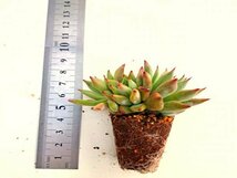 【123】多肉植物根付き苗 200品目出品！100円スタート【メキシコ野生ラゾヤ】（エケベリア）_画像2