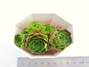 【074】多肉植物根付き苗 200品目出品！100円スタート！【プラティフィラ】（ロスラリア）