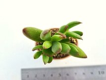 【033】多肉植物根付き苗 200品目出品！100円スタート！【モンキーネイル】（コチレドン）_画像1