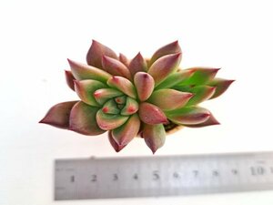 【177】多肉植物根付き苗 200品目出品！100円スタート！【Ebony×Rose Garnet】（エケベリア）年内最終！