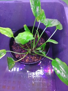 クリプトコリネ Cryptocoryne nurii Lga-8 from Pulau Lingga 【HW0622-13】