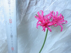 ネリネ・ダイヤモンドリリ―・ピンク 開花球根花柄付き1球 花終わりました　秋咲く花色・花柄確認出来ます 