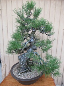  Shikoku Japanese black pin bonsai ( height of tree 40cm,. diameter 8cm) middle goods bonsai peace pot 