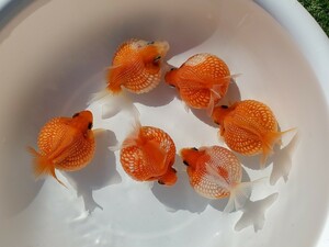 国産★ピンポンパール☆5匹+おまけ1匹★約8.0cm★当歳☆上質★丈夫☆金魚★観賞魚☆まん丸遺伝子★可愛い！飼育！カラフル☆アクアリウム