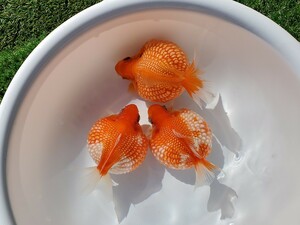 国産★ピンポンパール☆3匹★約10.5cm★当歳☆上質★丈夫☆金魚★観賞魚☆まん丸遺伝子★可愛い！飼育！カラフル☆アクアリウム