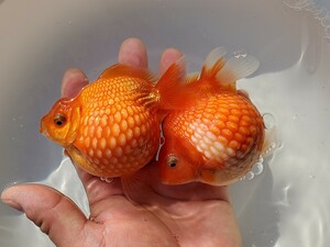 国産★ピンポンパール☆2匹★約10.0cm★当歳☆上質★丈夫☆金魚★観賞魚☆まん丸遺伝子★可愛い！飼育！カラフル☆アクアリウム