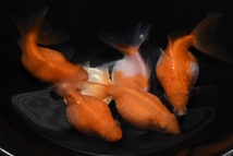 【猫飯】ピンポンパール・約5センチ・5匹　　④　　金魚　パールスケール　現物_画像2