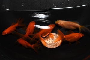 【猫飯】琉金・約４センチ・６匹　　P1４　　　金魚　　現物