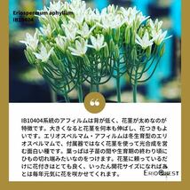 05珍奇植物希少南ア 冰玉エリオスペルマム アフィルム Eriospermum aphyllum 全て開花株_画像6