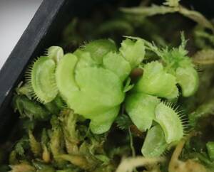 △△△Dionaea muscipula　”Jaws Smiley” 　ハエトリソウ　食虫植物