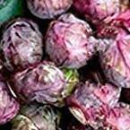 ★紫芽キャベツの種子　１０粒★同梱可