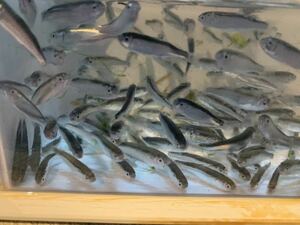 早い物勝ち★活☆静岡県産海水魚★幼魚ボラ1.5〜3cm前後、ペットの餌やり抜群です。10匹セット！数の相談可能！