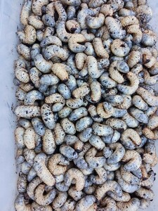茨城産 天然 原木 カブトムシ幼虫 大サイズのみ 150匹