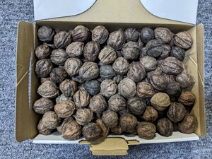 送料無料 天然くるみ 1kg 鬼胡桃 無農薬 天然 クルミ 最安スタート