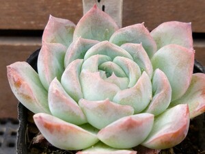 プリメーラ 多肉植物 エケベリア 抜き苗