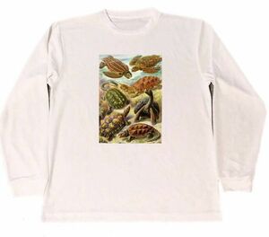 エルンスト　ヘッケル　ドライ　Tシャツ　生物の驚異的な形　亀　カメ　グッズ　ロングTシャツ　ロンT