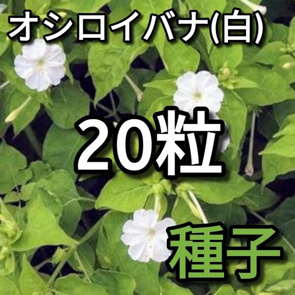 オシロイバナ 白花種の種子 20粒