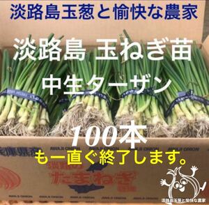 ＜もー直ぐ終了＞淡路島産 玉ねぎ苗 100本 たまねぎ苗 玉葱苗 タマネギ苗 淡路島 農家直送 家庭菜園