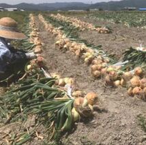 ＜最終特別価格＞淡路島産 玉ねぎ苗 400本 たまねぎ苗 玉葱苗 タマネギ苗 淡路島 農家直送 家庭菜園_画像6