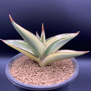 【希少】多肉植物 サンスベリア パウエリー 斑入 Sansevieria Powellii variegata 大株 選抜極上斑 黄斑 02