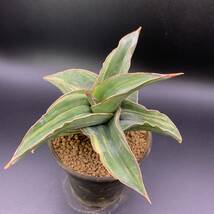 【新入荷】多肉植物 サンスベリア ピンギキュラ×エーレンベルギー Sansevieria Pinguicula × Ehrenbergii Variegated 極鮮斑 大株 02_画像5